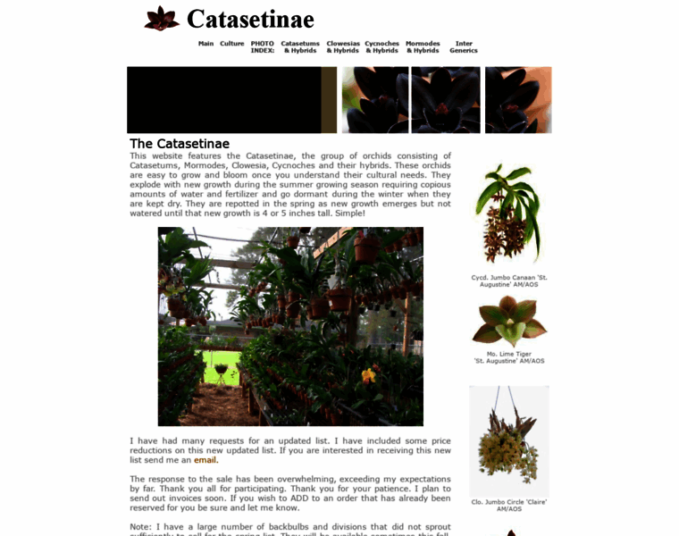 Catasetinae.com thumbnail