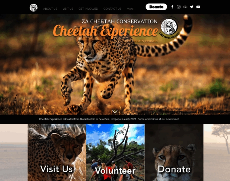 Cheetahexperience.com thumbnail