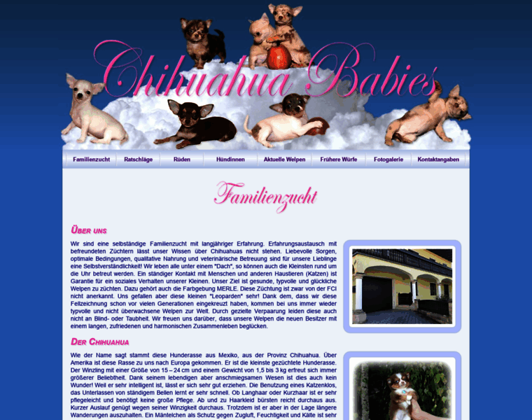 Chihuahua-babies.at thumbnail