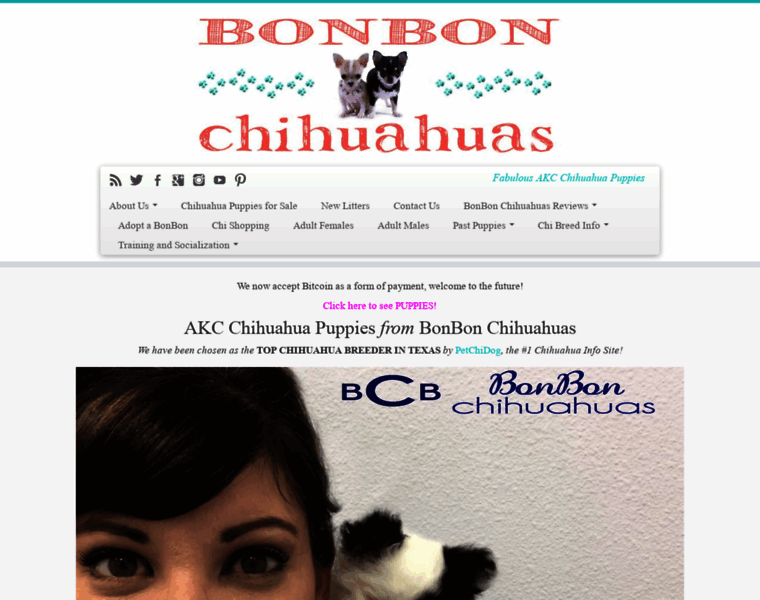 Chihuahuapuppiesakc.com thumbnail