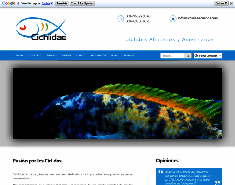 Cichlidae-acuarios.com thumbnail