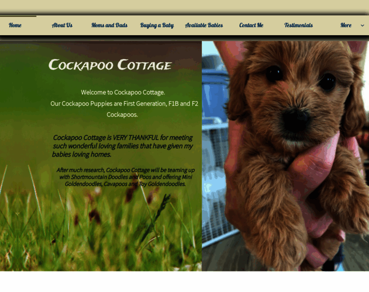 Cockapoocottage.com thumbnail