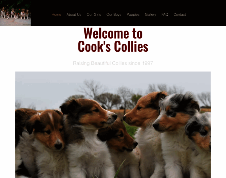 Collie-puppies.com thumbnail