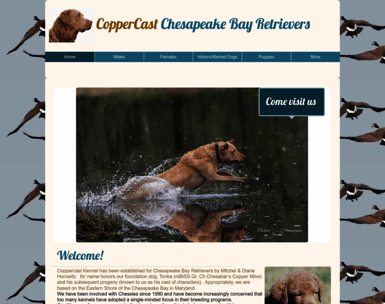 Coppercastchesapeakes.com thumbnail