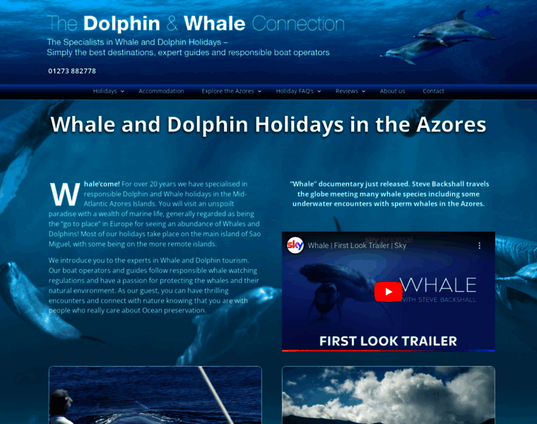 Dolphinandwhaleconnection.com thumbnail
