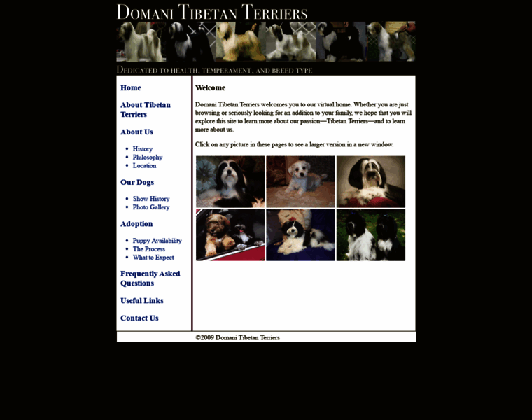 Domani-tibetan-terriers.com thumbnail