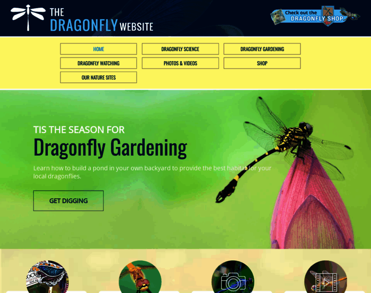 Dragonflywebsite.com thumbnail