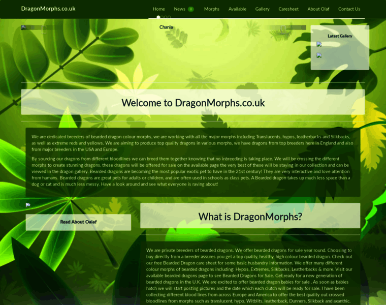 Dragonmorphs.co.uk thumbnail