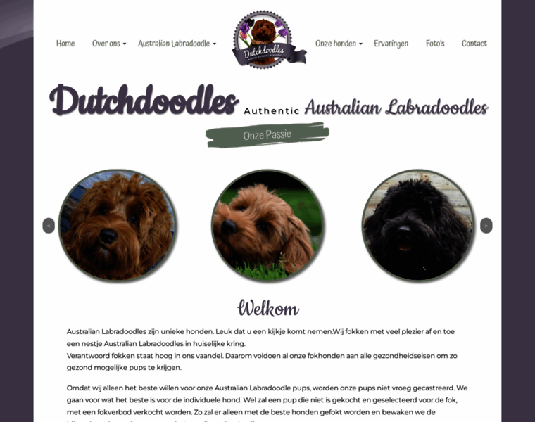 Dutchdoodles.nl thumbnail