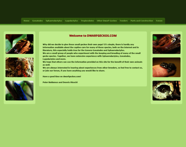 Dwarfgeckos.com thumbnail