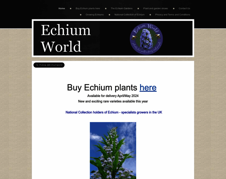 Echiumworld.co.uk thumbnail