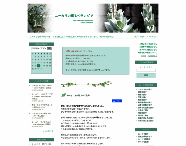 Eucalyptus.jp thumbnail