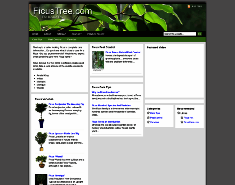 Ficustree.com thumbnail