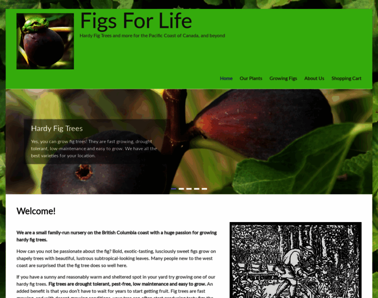 Figsforlife.ca thumbnail
