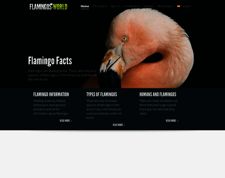 Flamingos-world.com thumbnail