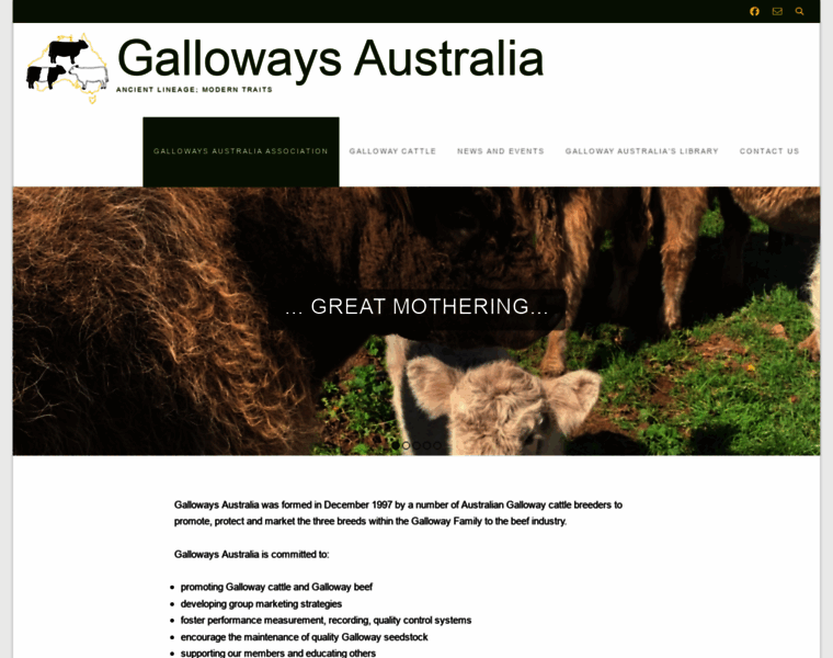Gallowaycattle.com.au thumbnail