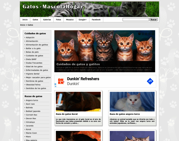 Gatos.mascotahogar.com thumbnail