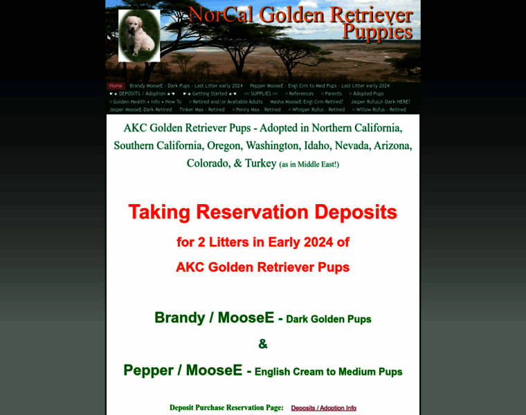 Golden-retriever-pups.com thumbnail