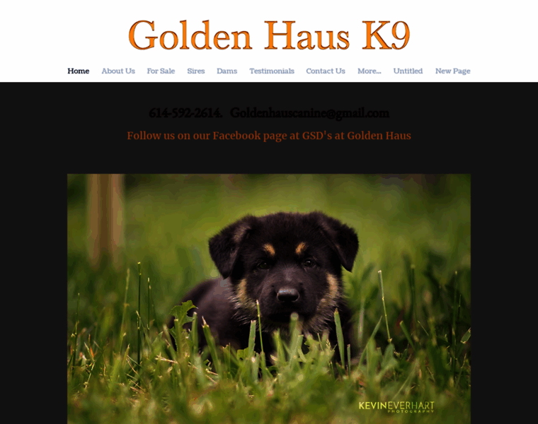 Goldenhausk9.com thumbnail
