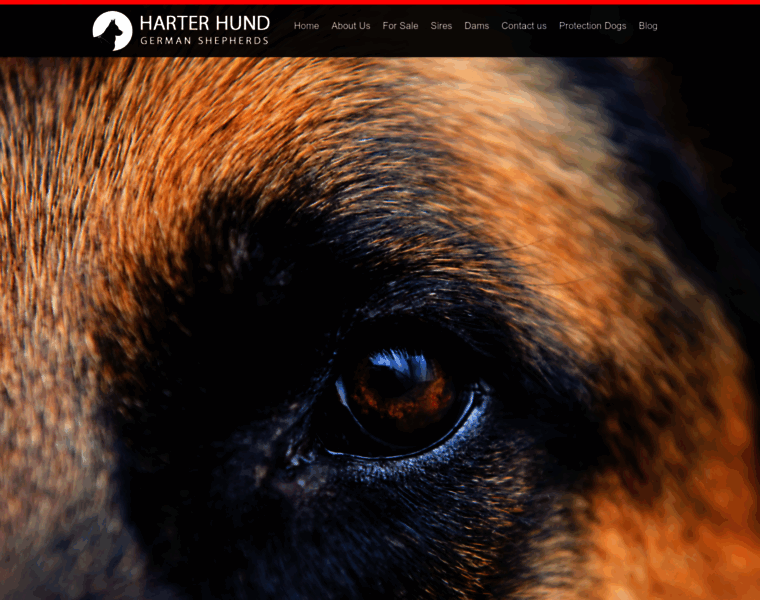 Harterhund-germanshepherds.com thumbnail