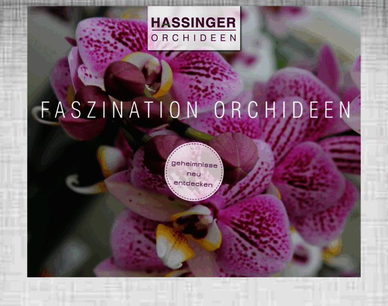 Hassinger-orchideen.de thumbnail