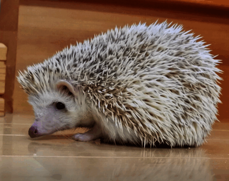 Hedgehog-marron.com thumbnail