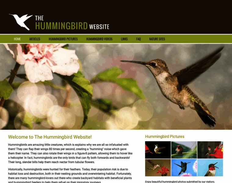 Hummingbirdwebsite.com thumbnail