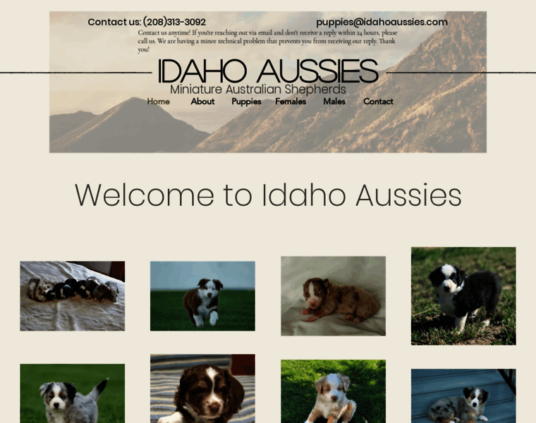 Idahoaussies.com thumbnail