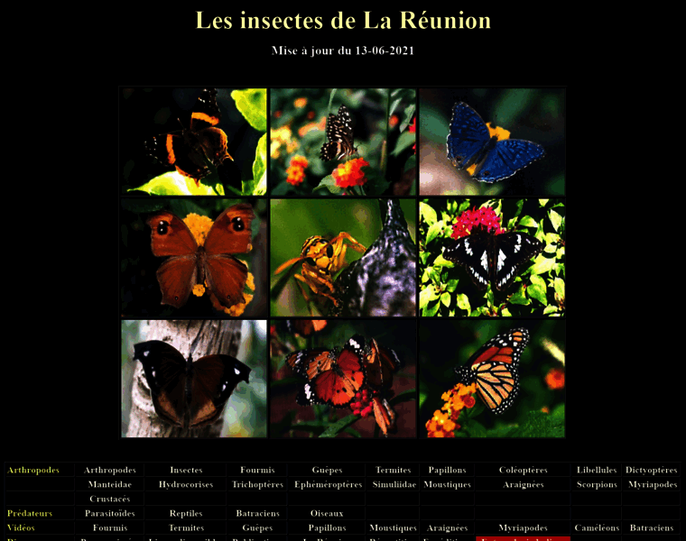 Insectarium-reunion.fr thumbnail