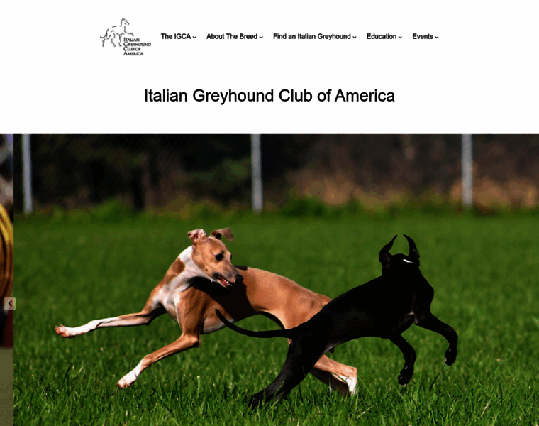Italiangreyhound.org thumbnail