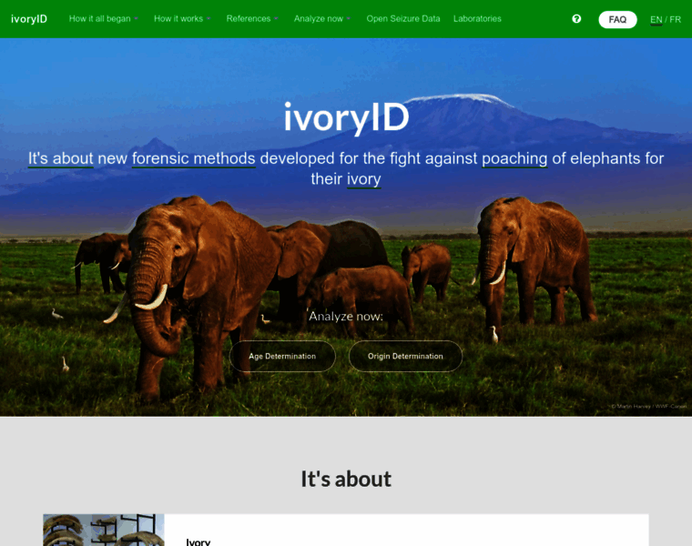 Ivoryid.org thumbnail