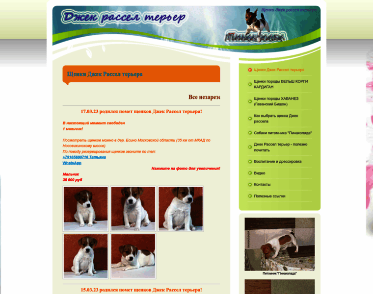 Jackrussel-terrier.com thumbnail