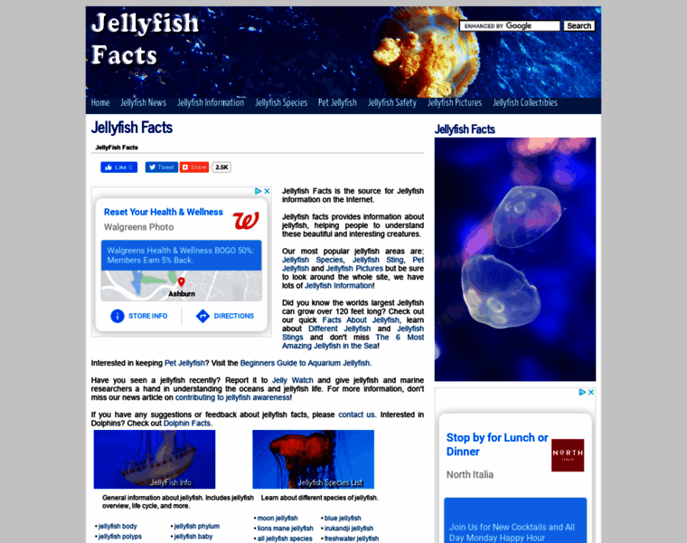 Jellyfishfacts.net thumbnail