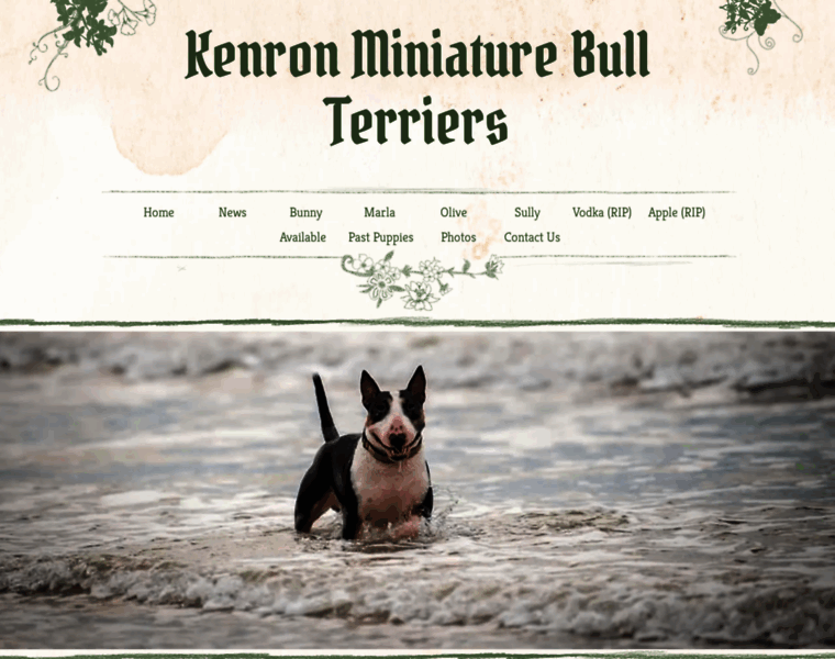Kenronminiaturebullterrier.com thumbnail
