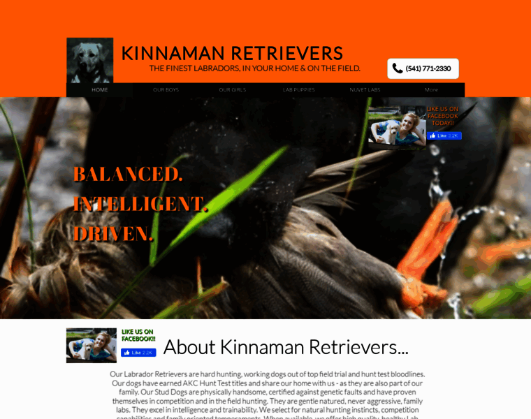 Kinnamanretrievers.com thumbnail