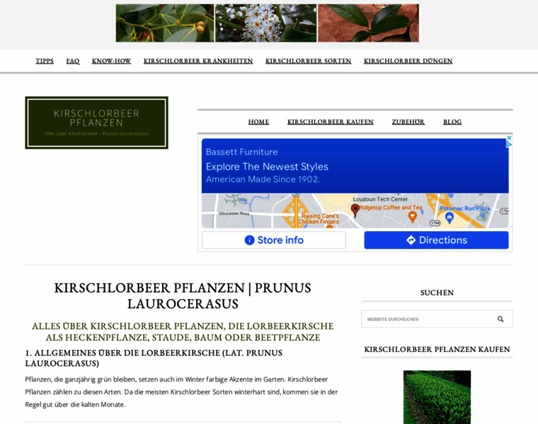 Kirschlorbeer-pflanzen.de thumbnail