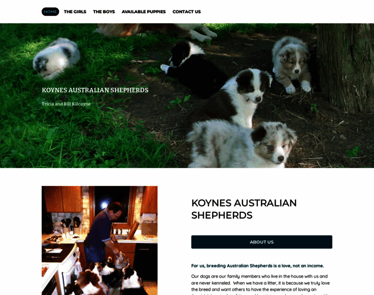 Koynesaustralianshepherds.com thumbnail