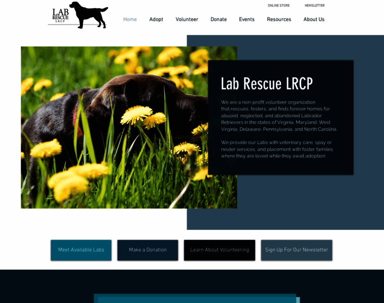 Lab-rescue.org thumbnail Lab-rescue.org thumbnail