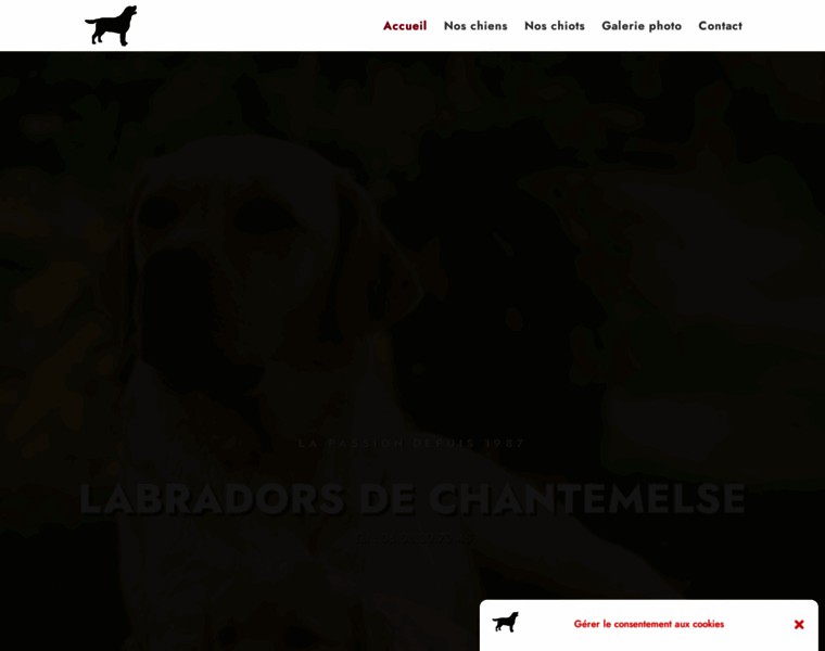 Labradors-dog.com thumbnail