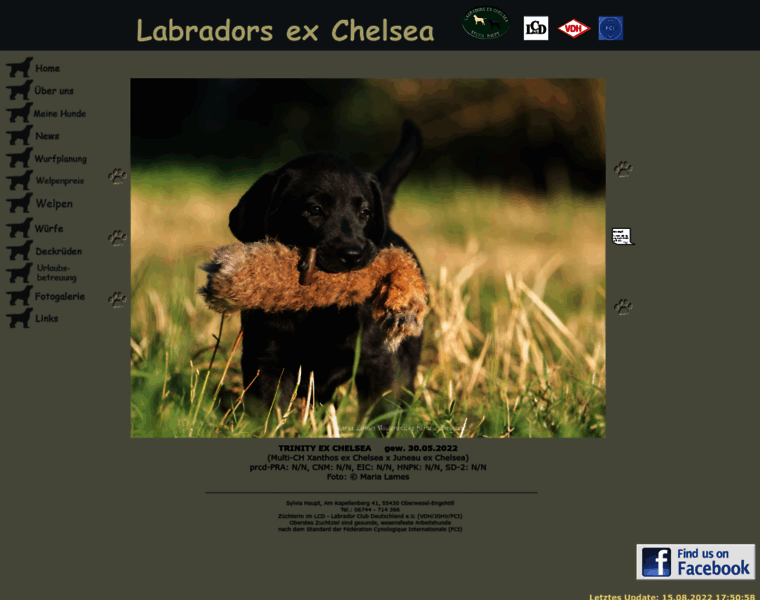 Labradors-ex-chelsea.de thumbnail