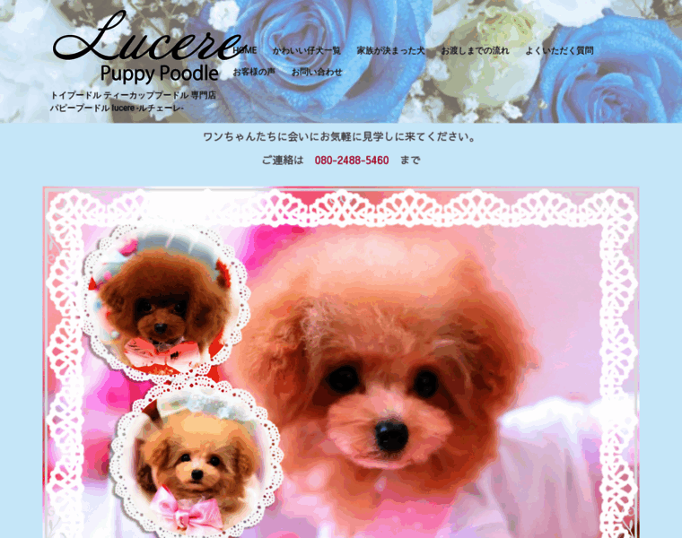 Lucere-poodle.com thumbnail