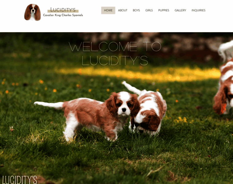 Luciditys.com thumbnail