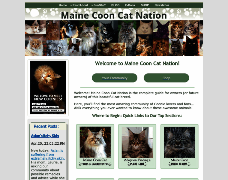 Maine-coon-cat-nation.com thumbnail