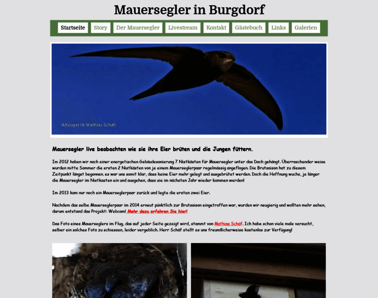 Mauersegler-burgdorf.ch thumbnail