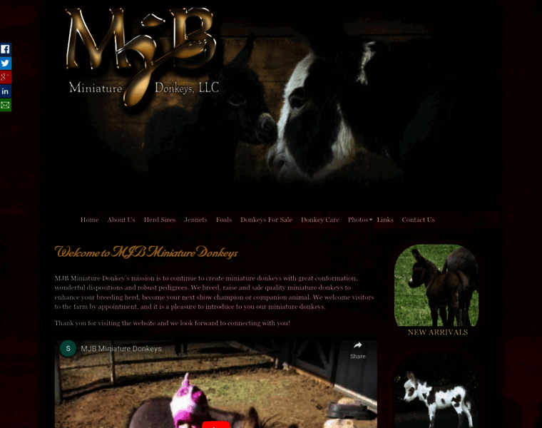Mjbminiaturedonkeys.com thumbnail