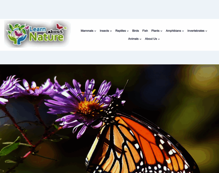 Monarch-butterfly.com thumbnail