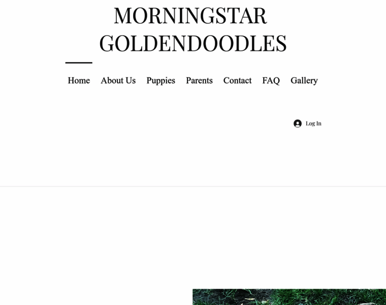 Morningstargoldendoodles.com thumbnail