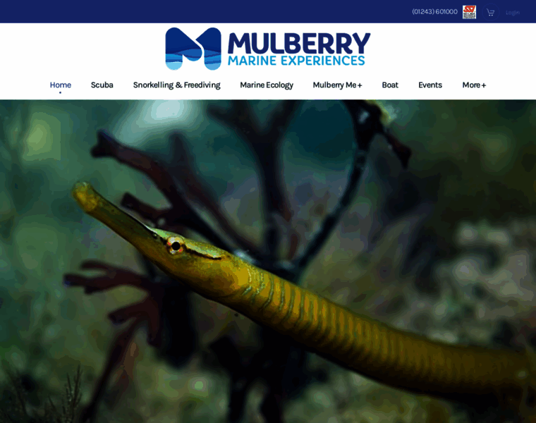 Mulberrydivers.co.uk thumbnail