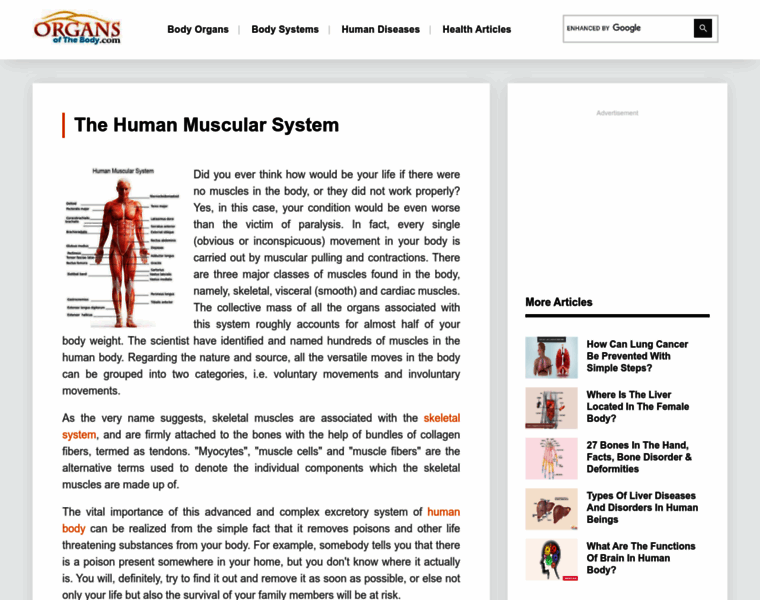 Muscularsystem.organsofthebody.com thumbnail