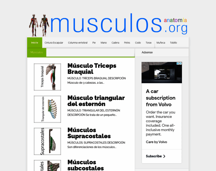 Musculos.org thumbnail